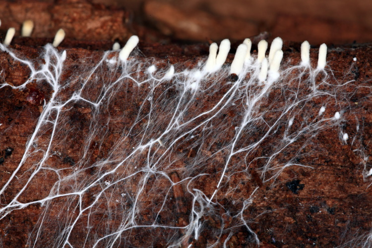 Mycelium: The Future of Building With Organics