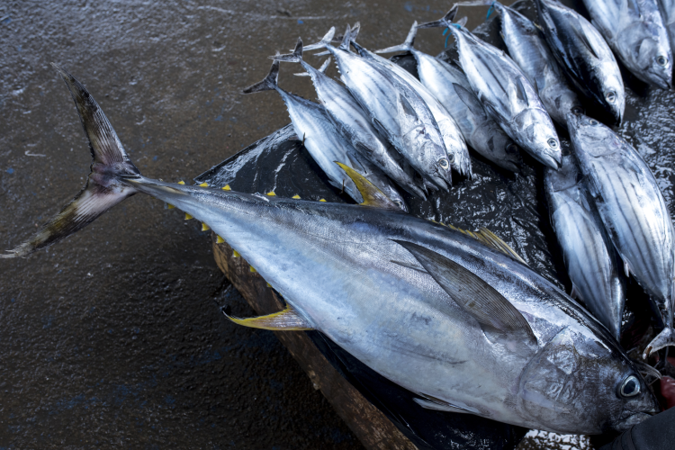 Yellowfin tuna 'heading for collapse' by 2026: A 20% reduction in