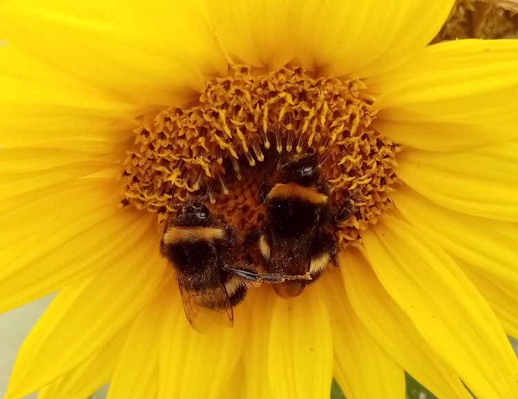Bee-free honey maker raises $2.2 million