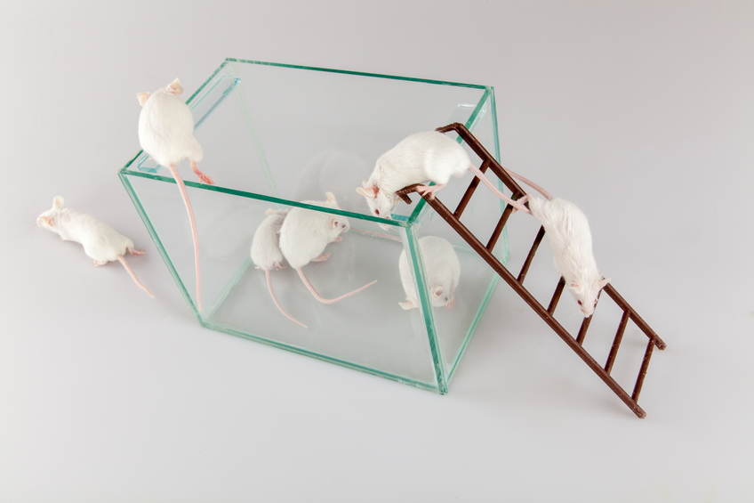 From law to labs: EU's tide change for animal experiments