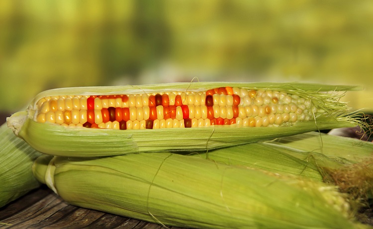 It is time for a new position': Denmark's Ethics Council calls for updated  GMO law