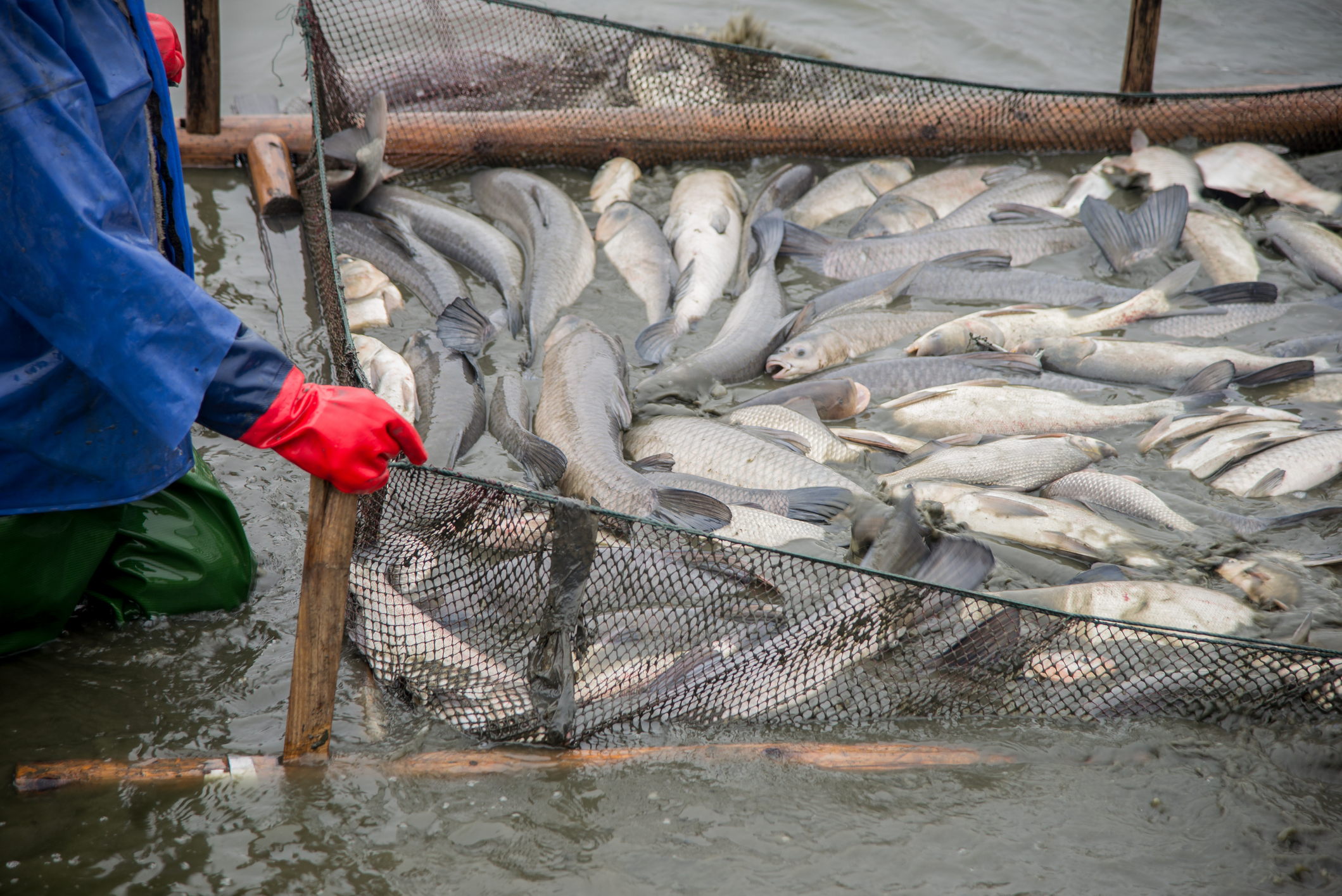 Supermarkets urged to act on fish feed 'scandal