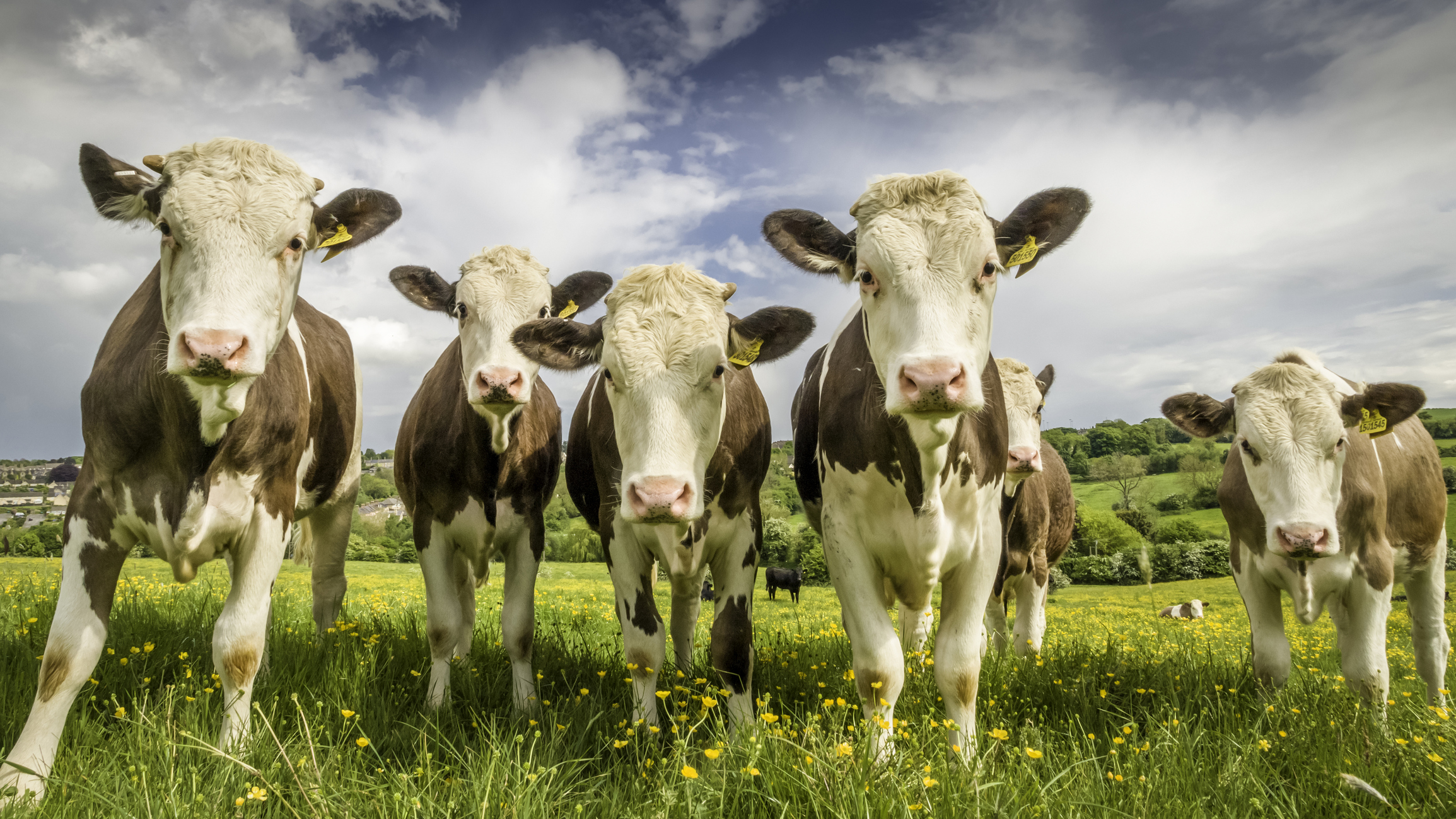 New campaign champions environmental benefits of meat