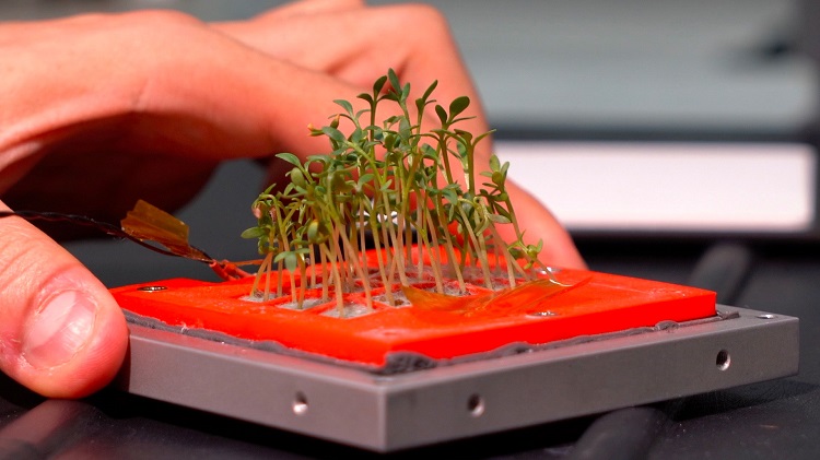Mo concentrations in cress growing in hydroponic solutions with
