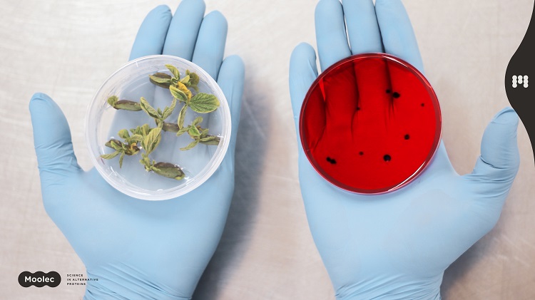 scientist hands petri dish