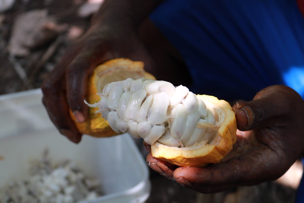 Why Some People Almost Always Make Money With cocoa beans