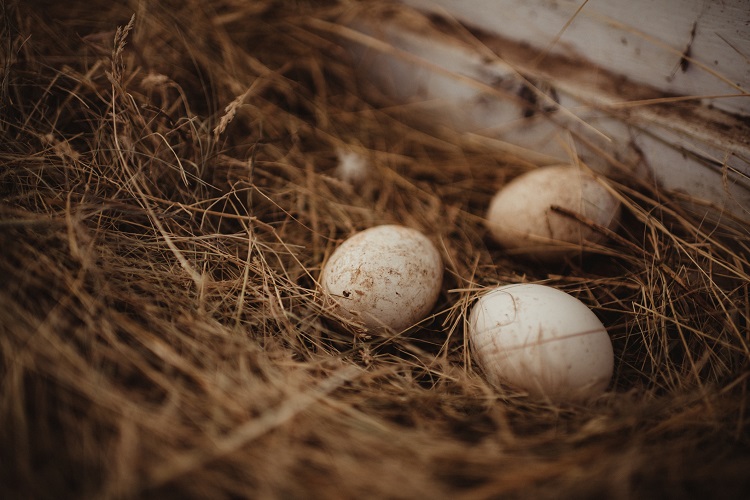 Un risque de contamination des œufs de poules élevées à la maison identifié à Paris, France