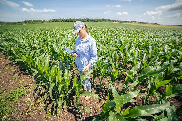 RTRS expands into Corn to Combat Environmental Challenges in Supply Chain thumbnail