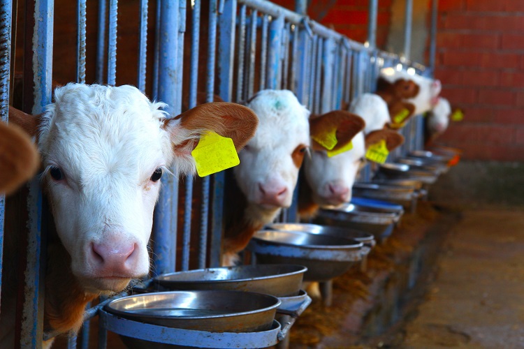 New animal welfare label proposed for dairy products in Italy