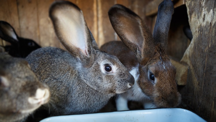 Rabbit meat production to rise 108,000 tonnes per year by 2025